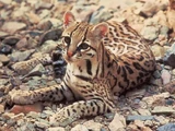 Ocelote