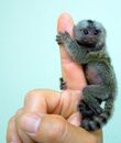 Marmoset02vf4