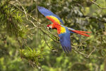 Guacamaya en pleno vuelo