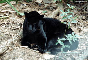 Jaguar black.gif