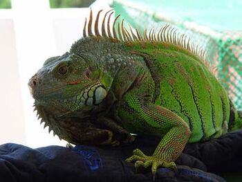 Iguana verde