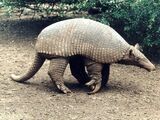 Armadillo gigante