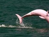 Delfín rosado