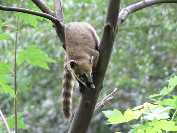 Coatí de cola anillada