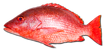 Red Bright Fish