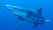Blue-Shark-Pictures
