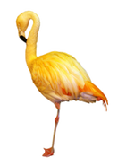 Yellow Flamingo