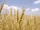 F5DEB3 Wheat