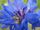 574637 cornflower 1.jpg