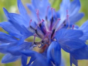 6495ED Cornflower | Color Sorting | Fandom