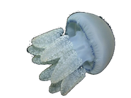 White Jellyfish