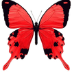 Red Butterfly