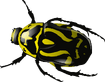 Yellow Bug