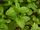 754827 mint leafs 2.jpg