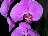 Orchid