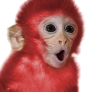 Red Monkey