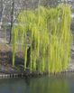751109 weeping willow at a lake