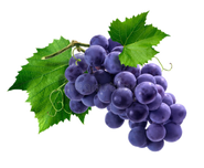 Purple Grapes