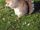 951353 eastern gray squirrel.jpg