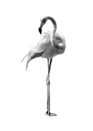 White Flamingo