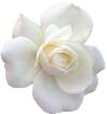 White Flower