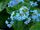 17561 forget-me-not.jpg