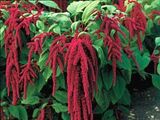 E52B50 Amaranth