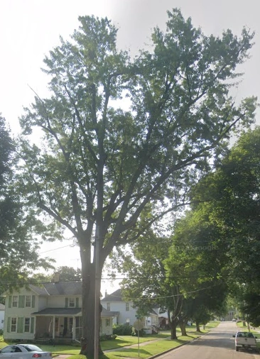 Fountain/South Lewis Street Sestercentennial Tree | Columbus Wisconsin ...