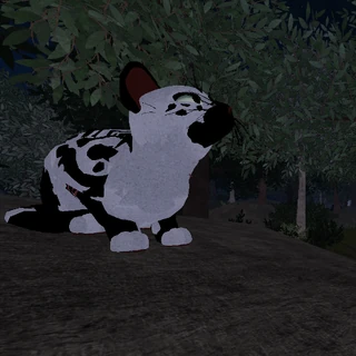 Commander's Stuffs!! Wiki