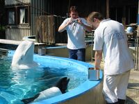 Yogi and longtime beluga tankmate Ferdinand