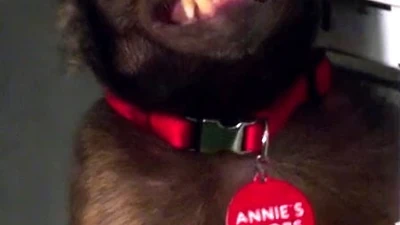Annie S Boobs Community Wiki Fandom