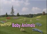 Baby Animals