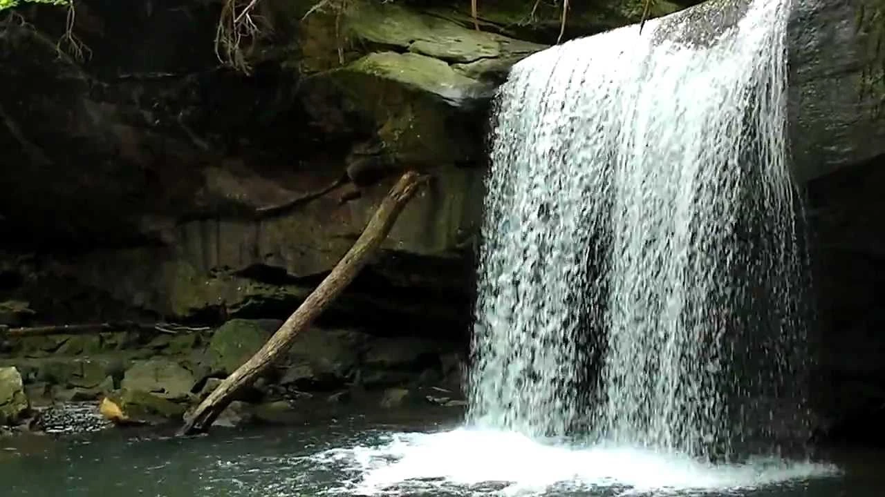 Dog Slaughter Falls Completely Kentucky Wiki Fandom