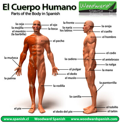 Partes-del-cuerpo-humano