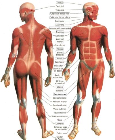 Musculos-del-Cuerpo-Humano