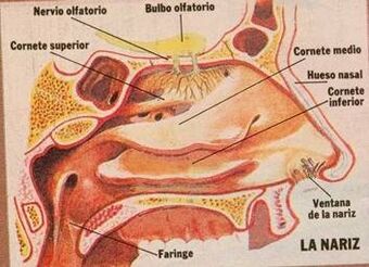 La Nariz Wiki Componentes Del Cuerpo Humano Fandom