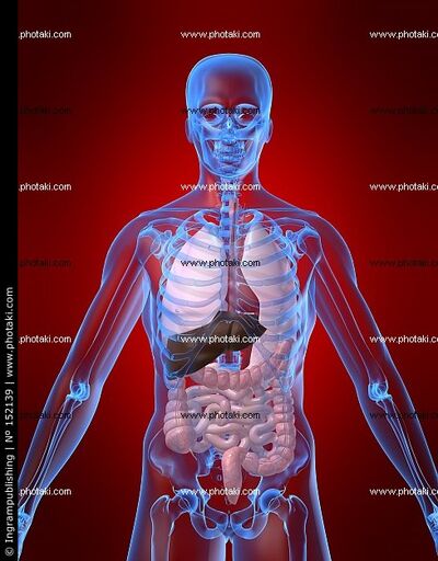 Anatomia-humana-pecho-anatomica 152139