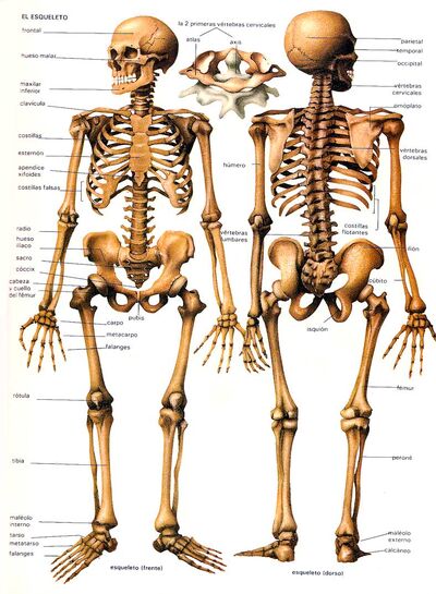 Huesos-cuerpo-humano-esqueleto.jpg