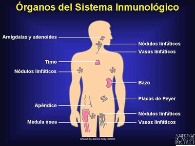 función del sistema inmunológico