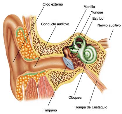 La audición | Wiki COMPONENTES DEL CUERPO HUMANO | Fandom La audición | Wiki COMPONENTES DEL CUERPO HUMANO | Fandom