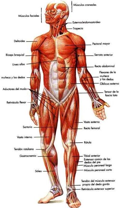 Sistema Muscular Wiki Componentes Del Cuerpo Humano Fandom 5300