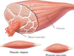 Tejido muscular | Wiki COMPONENTES DEL CUERPO HUMANO | Fandom Tejido muscular | Wiki COMPONENTES DEL CUERPO HUMANO | Fandom