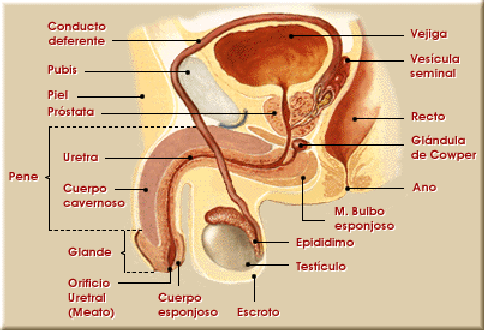 Donde está la vejiga mujer