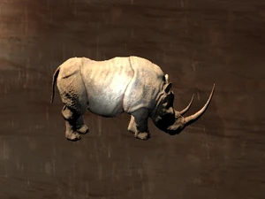 White Rhinoceros