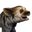 Icon baby StripedHyena.png