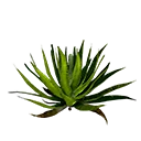 organic aloe vera face gel 99% Organic Aloe Vera Gel, Soothing Moisturizer 12oz main image 1