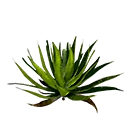 Icon aloe vera