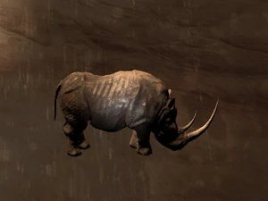 Black Rhinoceros