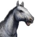 Icon horse dapplegrey