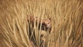 Tiger Cub - Official Conan Exiles Wiki